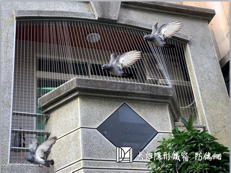 鳥停在陽台風水|陽台老被鴿大便空襲？一招輕鬆解決鴿害困擾｜東森財經新